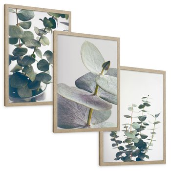 Zestaw obrazy w ramie, plakaty - eukaliptus, liście, gałązki - rama drewno