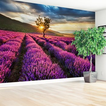 Fototapeta - lawenda, pole, krajobraz