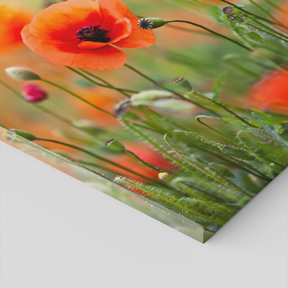 Obraz na płótnie - maki, kwiaty, lato