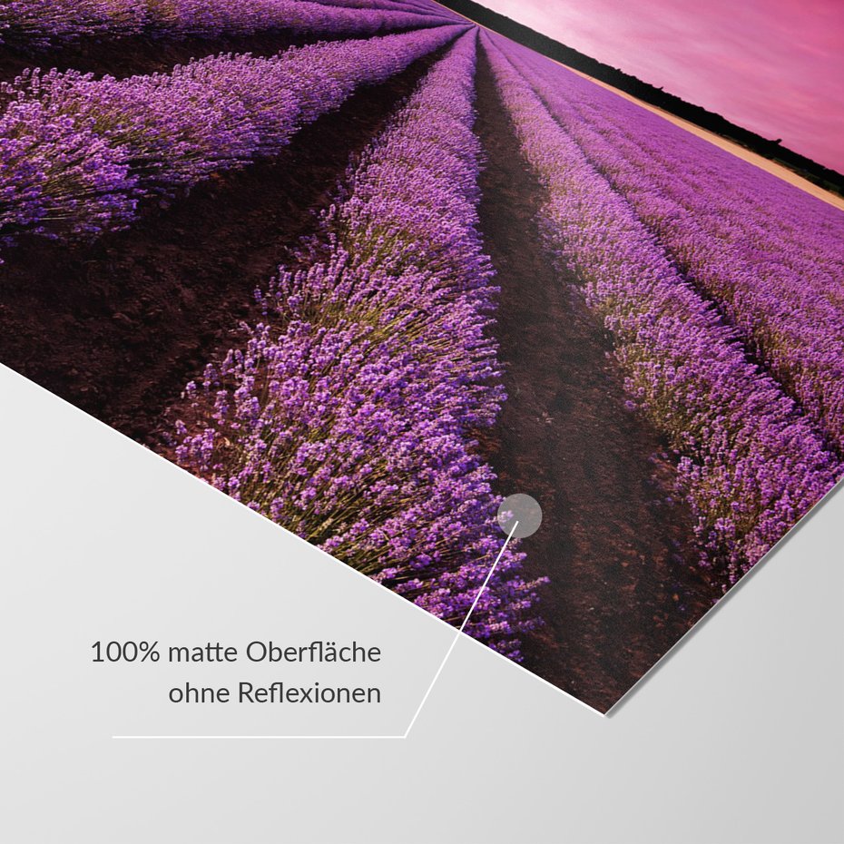 Fototapeta - lawenda, pole, krajobraz