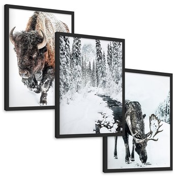 Zestaw obrazy w ramie, plakaty - bizon, łoś, zima - rama czarna