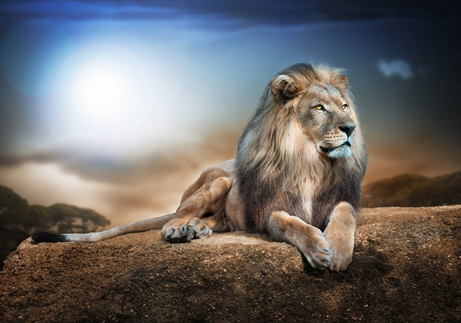 Fototapeta - lew, zwierzę, natura