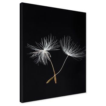Obraz na płótnie - dandelion, nasiona, natura