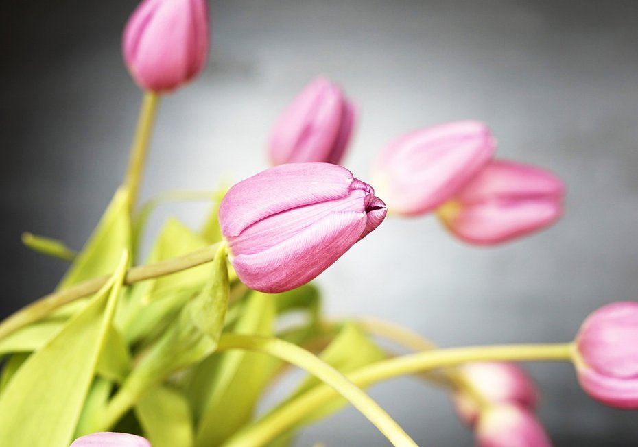 Fototapeta - tulipany, kwiaty, różowe