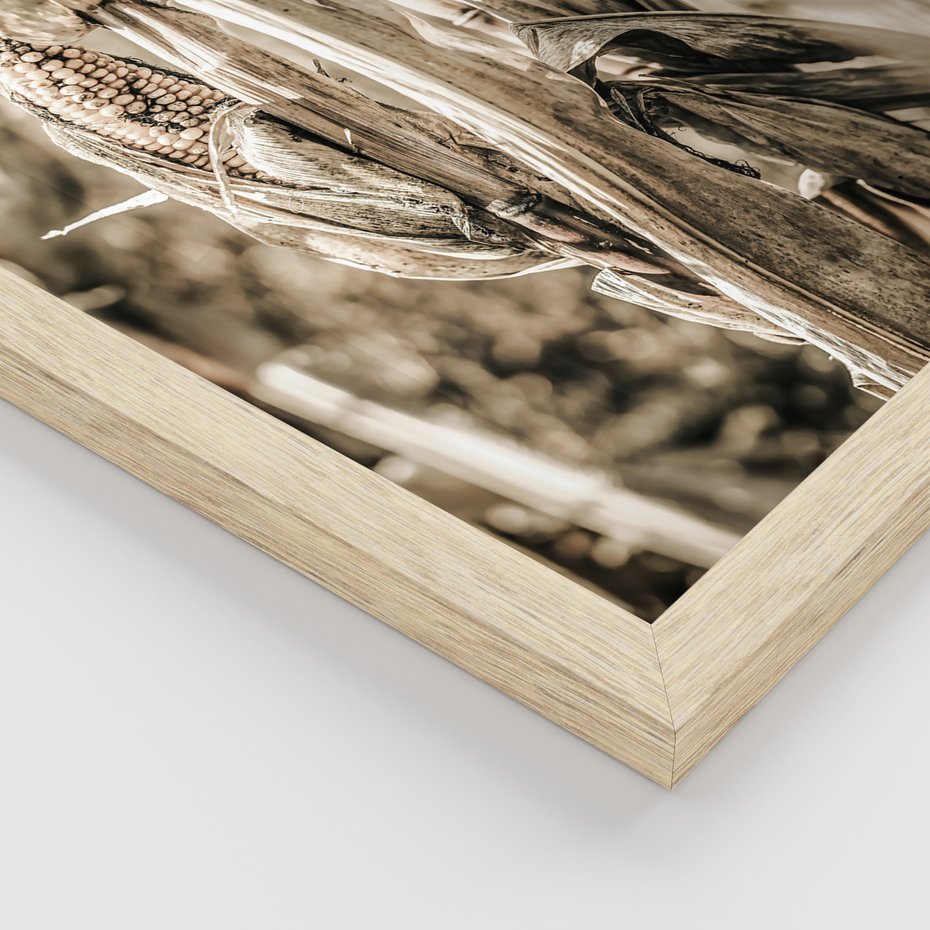 Zestaw obrazy w ramie, plakaty - kukurydza, pole, rolnictwo - rama drewno