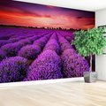 Fototapeta - lawenda, pole, zachód słońca