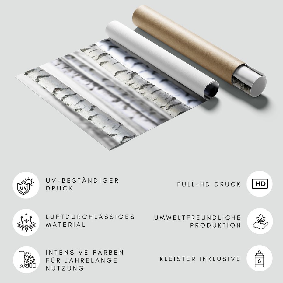 Fototapeta - brzozy, drzewa, las