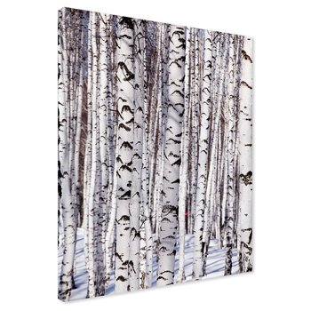 Obraz na płótnie - las, brzozy, zima