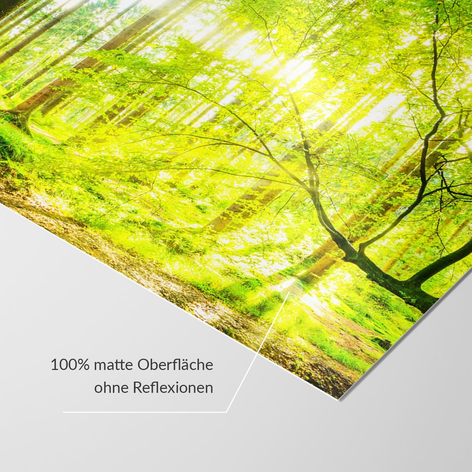 Fototapeta - las, drzewa, natura