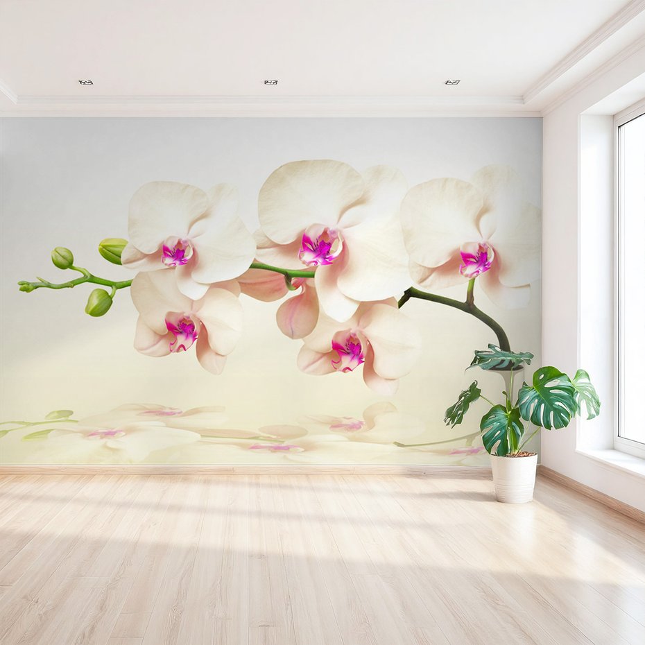 Fototapeta - orchidee, kwiaty, elegancja