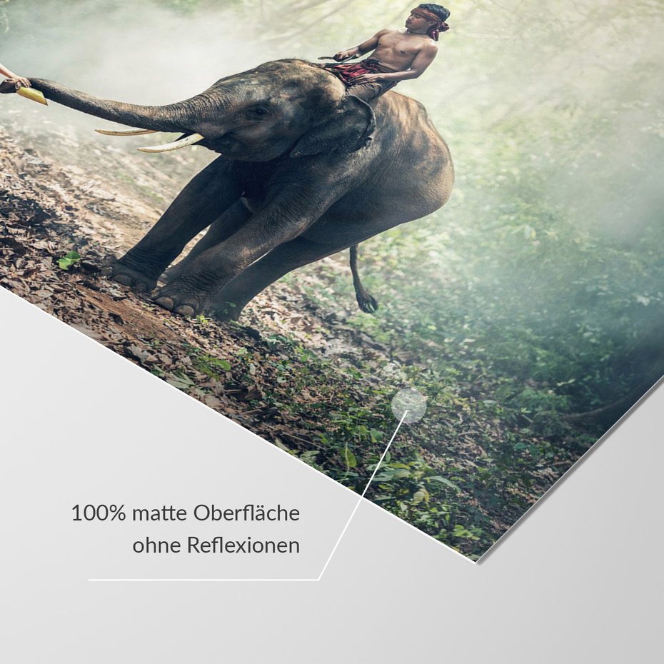 Fototapeta - słoń, chłopcy, las