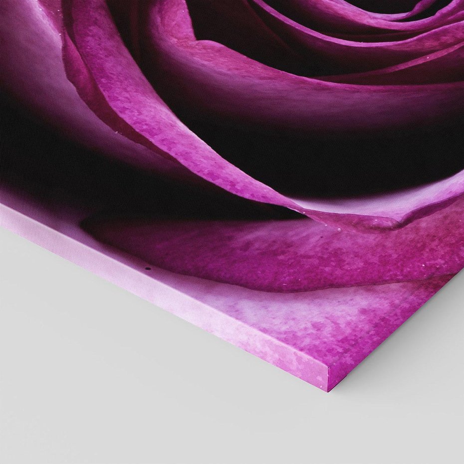 Obraz na płótnie - róża, kwiat, zbliżenie