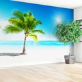 Fototapeta - palma, plaża, morze