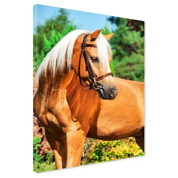 Obraz na płótnie - koń, zwierzę, natura