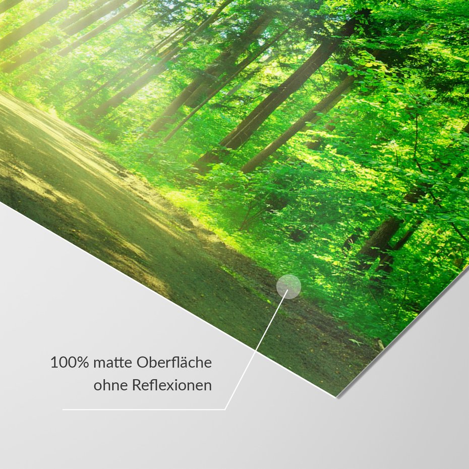 Fototapeta - las, drzewa, przyroda