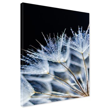 Obraz na płótnie - dmuchawiec, nasiona, woda