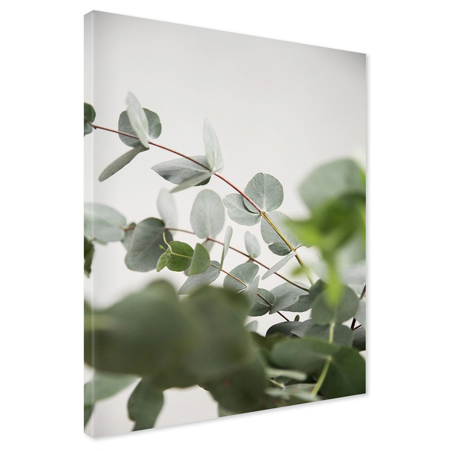 Obraz na płótnie - eukaliptus, liście, natura