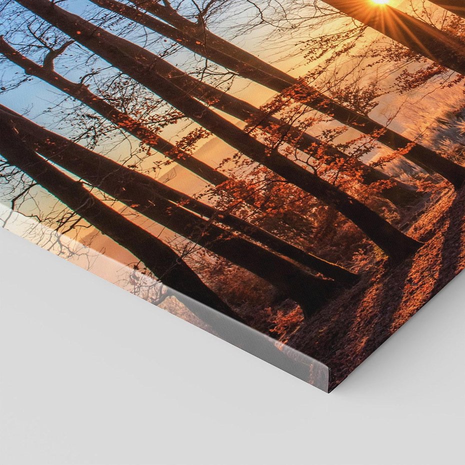 Obraz na płótnie - las, drzewa, słońce