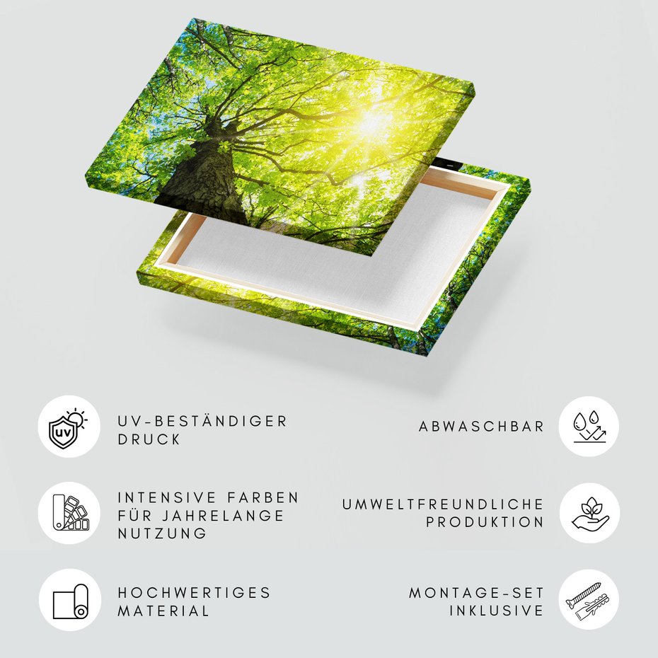 Obraz na płótnie - las, drzewa, słońce