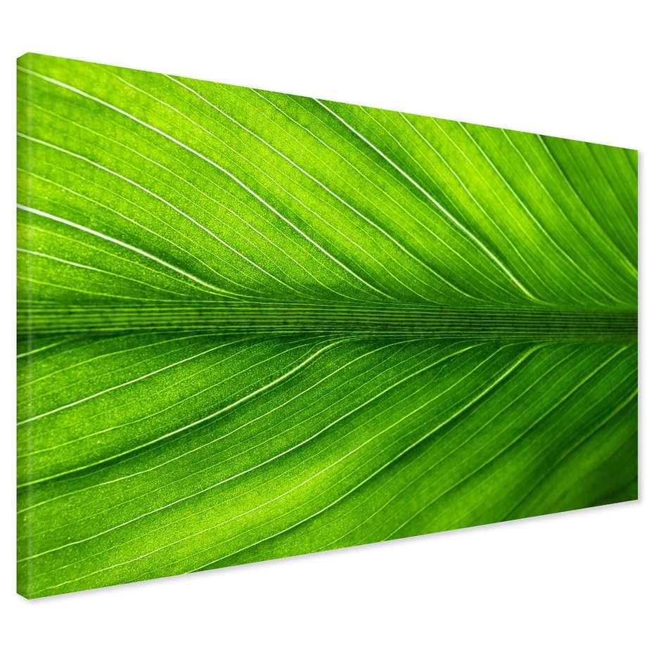Obraz na płótnie - liść, zieleń, natura