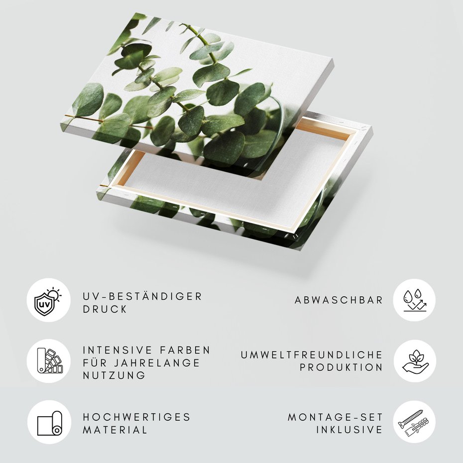 Obraz na płótnie - eukaliptus, liście, roślina