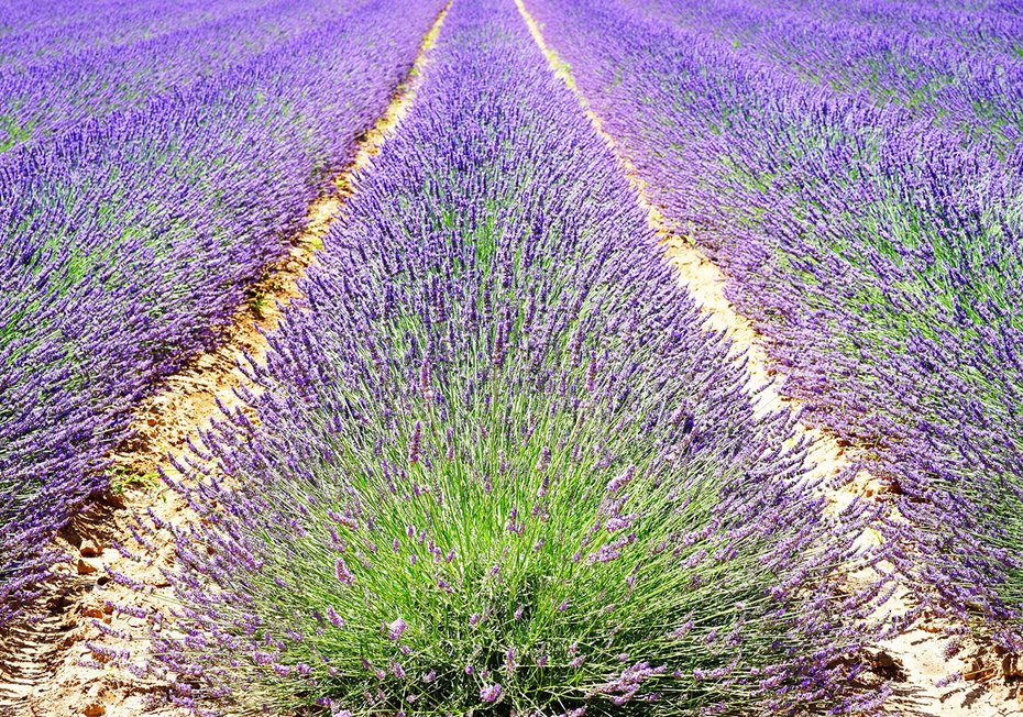 Fototapeta - lawenda, pole, fioletowy