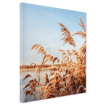 Obraz na płótnie - trzcinowisko, zima, śnieg