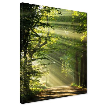 Obraz na płótnie - las, światło, droga