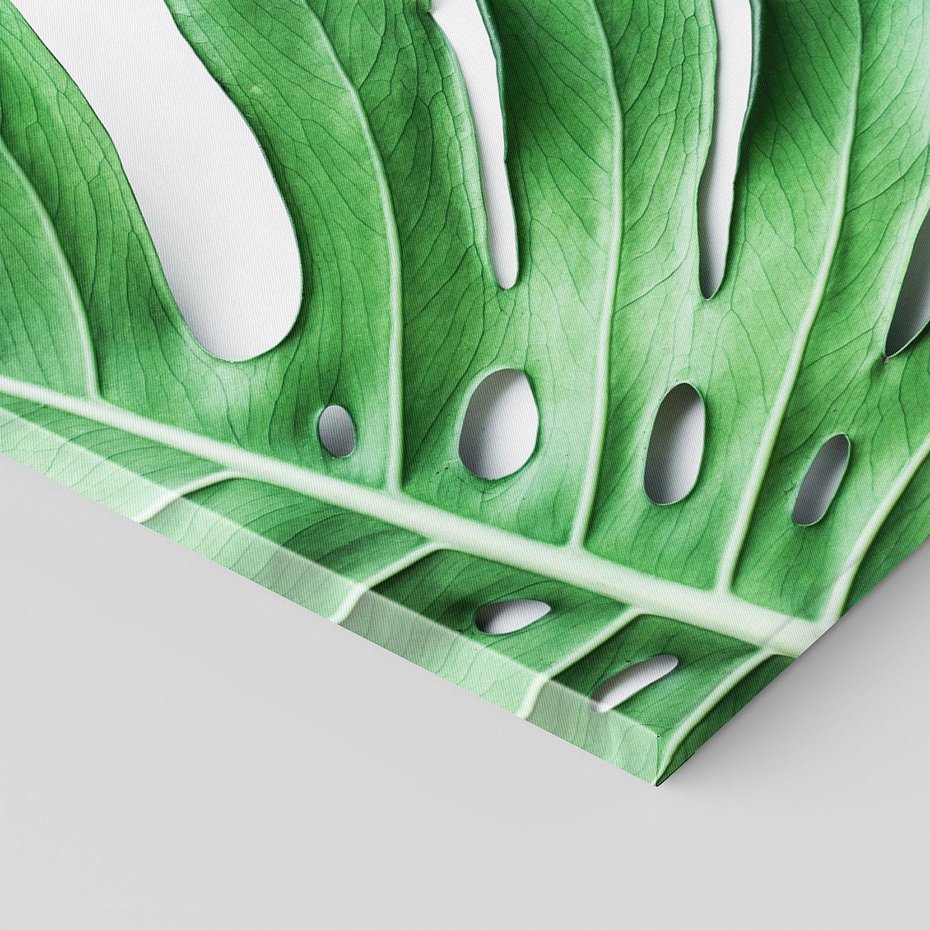 Obraz na płótnie - monstera, liście, roślina