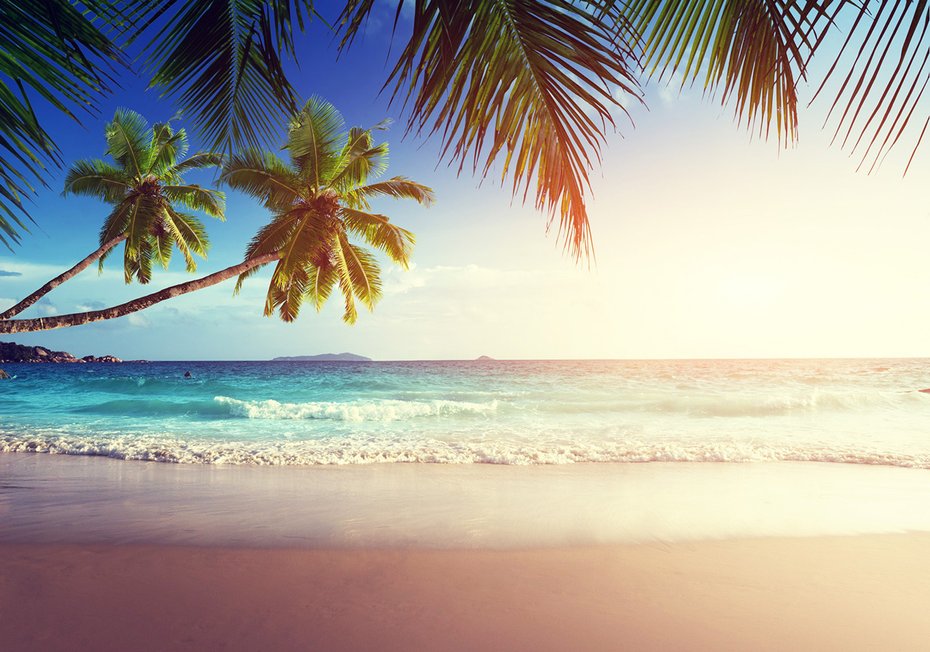 Fototapeta - plaża, palmy, morze