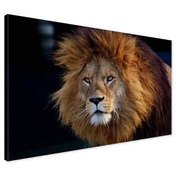 Obraz na płótnie - lew, zwierzę, drapieżnik
