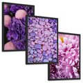 Zestaw obrazy w ramie, plakaty - kwiaty, kamienie, fioletowy - rama czarna