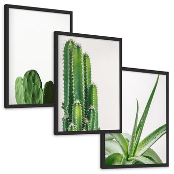 Zestaw obrazy w ramie, plakaty - kaktus, roślina, aloes - rama czarna