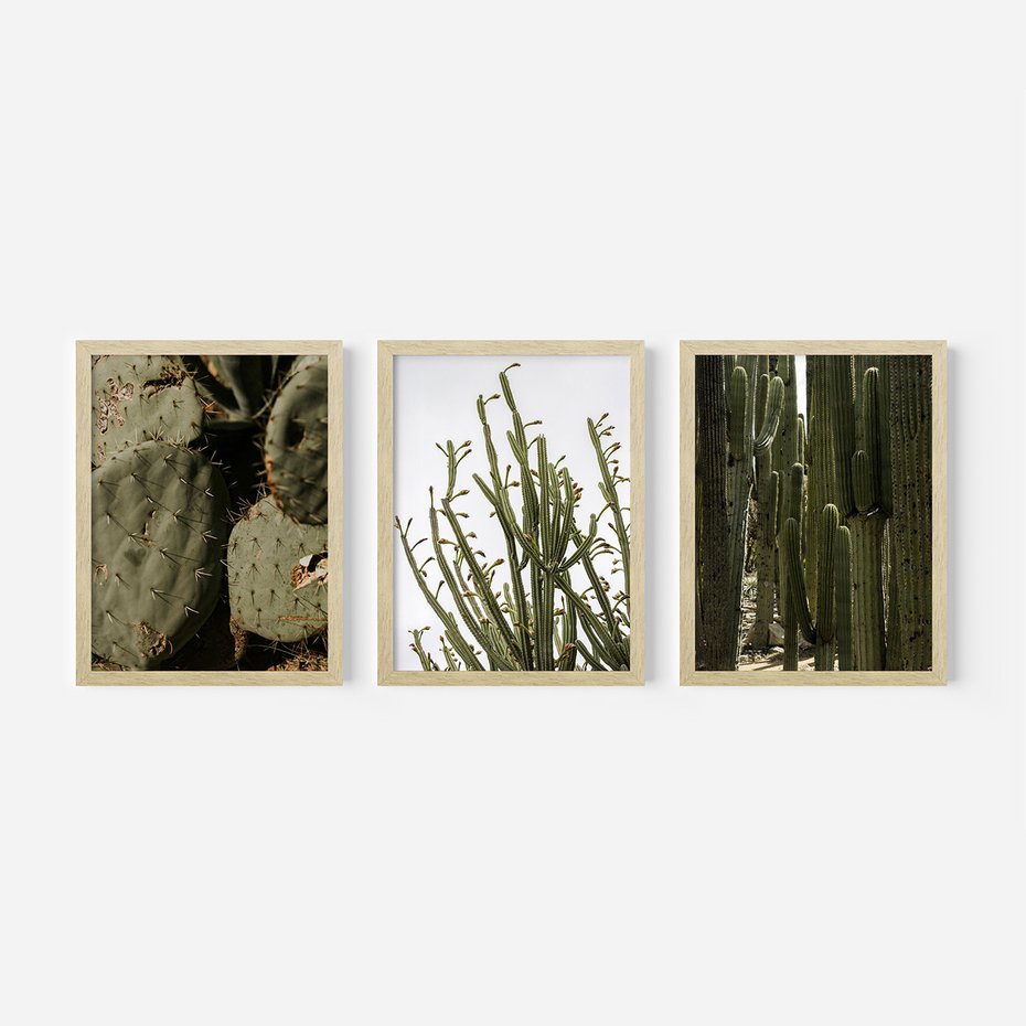 Zestaw obrazy w ramie, plakaty - kaktusy, rośliny, zielony - rama drewno