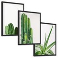Zestaw obrazy w ramie, plakaty - kaktus, roślina, aloes - rama czarna