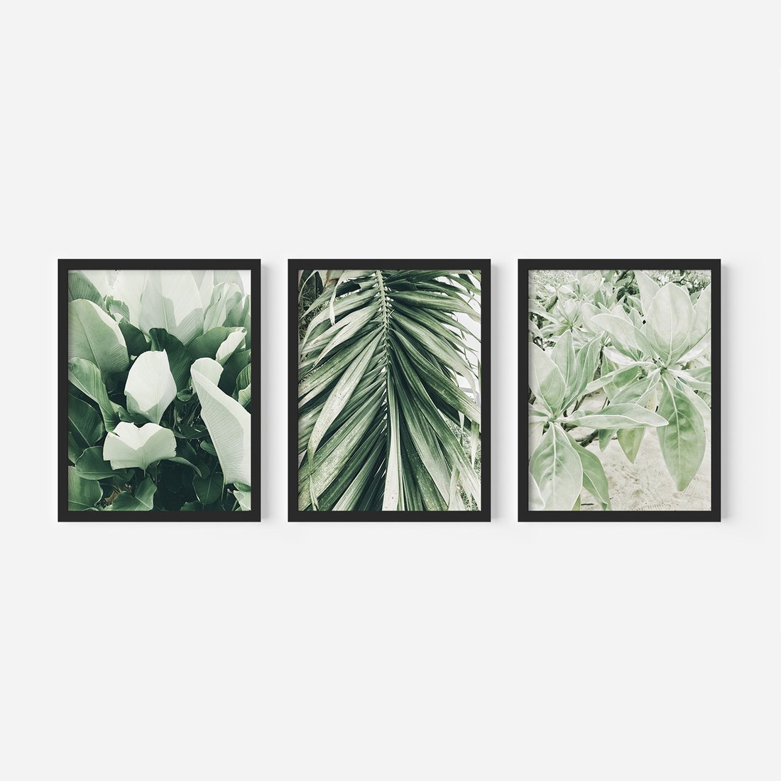 Zestaw obrazy w ramie, plakaty - liście, tropikalne, roślina - rama czarna