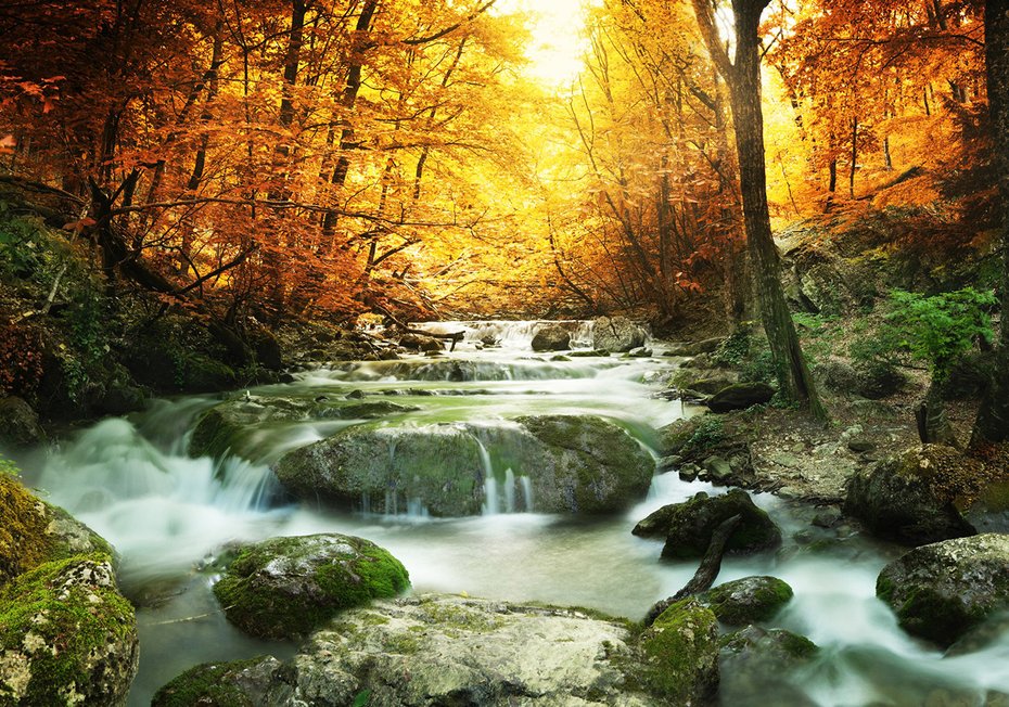 Fototapeta - jesień, las, woda