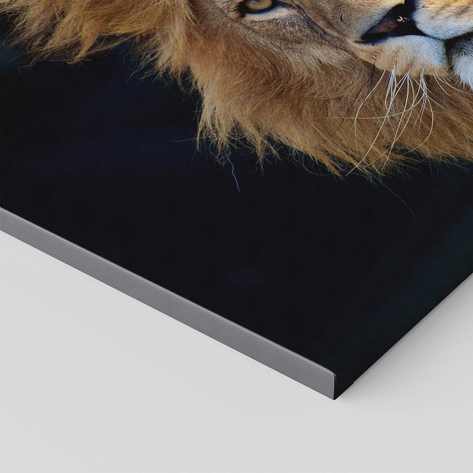 Obraz na płótnie - lew, zwierzę, drapieżnik