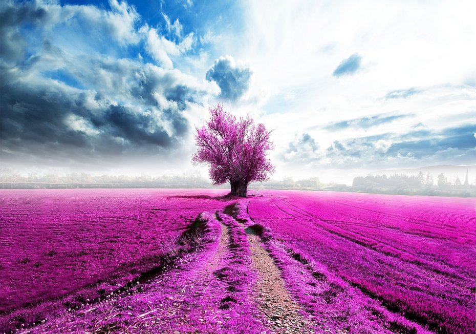 Fototapeta - pole, drzewo, różowy