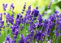 Fototapeta - lawenda, kwiaty, fioletowy