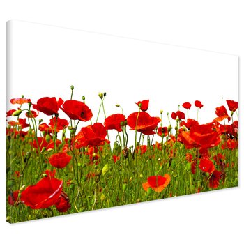 Obraz na płótnie - maki, kwiaty, lato
