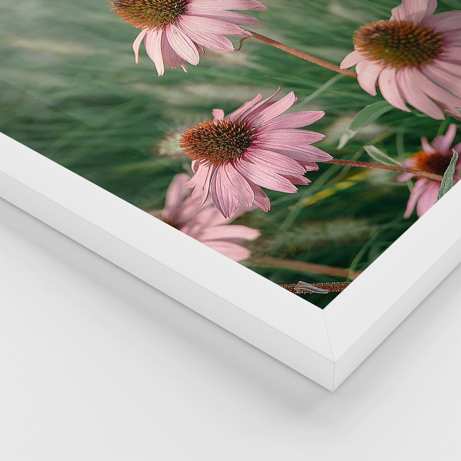 Zestaw obrazy w ramie, plakaty - kwiaty, trawa, rośliny - rama biała