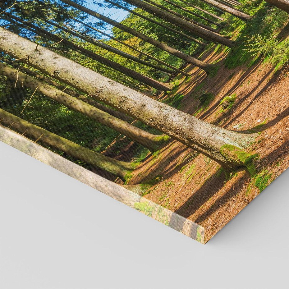 Obraz na płótnie - las, drzewa, natura