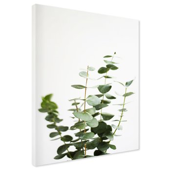 Obraz na płótnie - eukaliptus, liście, roślina