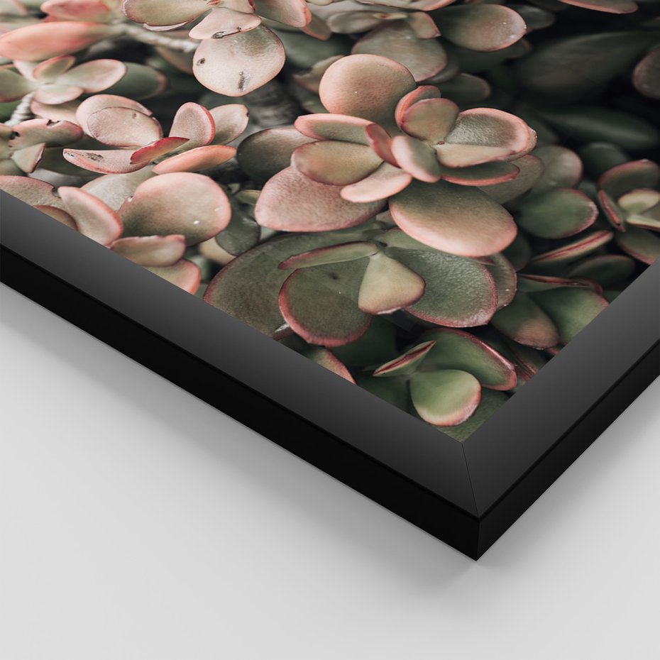 Zestaw obrazy w ramie, plakaty - rośliny, kaktus, liście - rama czarna