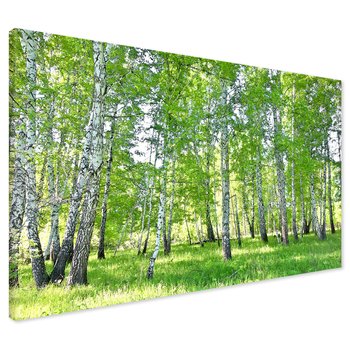 Obraz na płótnie - las, brzozy, natura