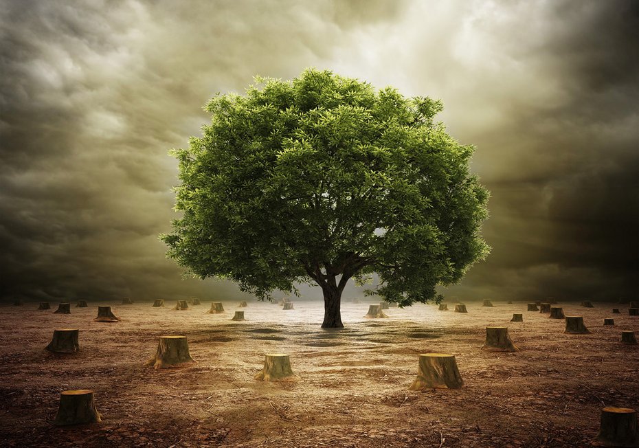 Fototapeta - drzewo, pniaki, natura