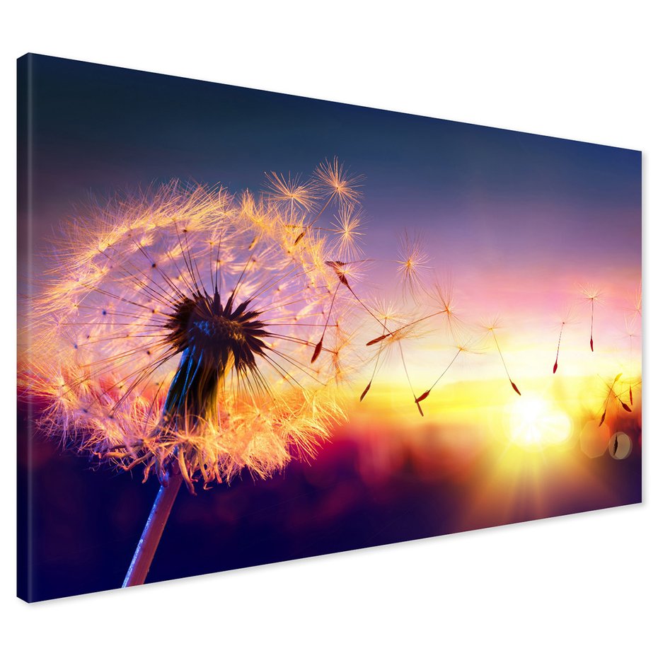 Obraz na płótnie - dmuchawiec, zachód słońca, natura