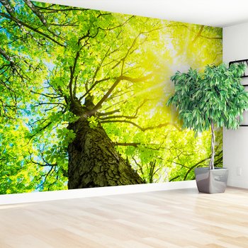 Fototapeta - las, drzewo, liście