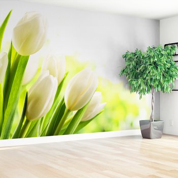 Fototapeta - tulipany, białe, kwiaty